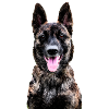 Dutch Shepherd