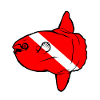 Ocean sunfish