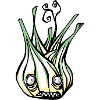 Fennel vegetable