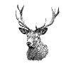 Deer's head