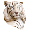 Tiger head white, natural, front