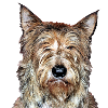 Shepherd of Picardy