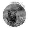 Velociraptor
