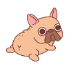 Cute French Bulldog Butt