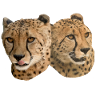 Cheetah Head, Front, Side, Natural