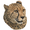 Cheetah Head, Side, Natural