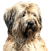 Catalan Shepherd