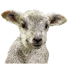 lamb