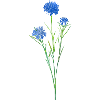 Cornflower.