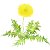 Dandelion.
