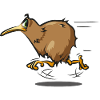 Kiwi Bird New Zealand Snipe