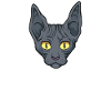 Sphynx Cat