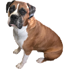 Boxer chien