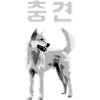 Jindo loyal dog / 충견