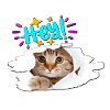 Hey cute kitten. Sweet Cat saying hello.