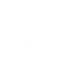 Wildflowers
