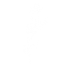 Wildflowers
