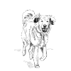 Illustration "Dog"