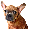 Chiot Bouledogue