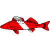 Zander by Scuba.Style