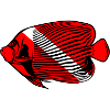 Doktorfisch one by Scuba.Style