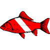 Carp by Scuba.Style