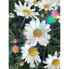 Spotlight Daisies
