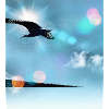 Bird in Flight