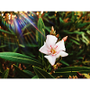 Beauty of Nature