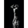 Hunde Portrait