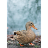 Ente