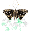 Moth Moth with bush anemones