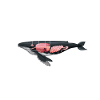 Marine biology