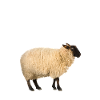 Rattenschaf