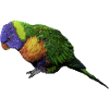 parrot
