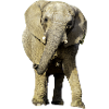 Éléphant