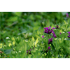 Wildflower