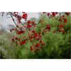 rote Herbstblätter