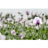 Mohnblumenfeld