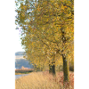 beautiful fall
