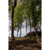 Wald Hochformat