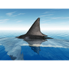 Great white shark