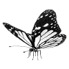Papillon, Papillon