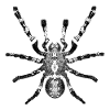 Spider, arachnid