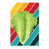 Lettuce
