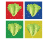 Lettuce