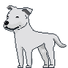 Dogo Argentino