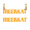 Suricate d’Erdmännchen