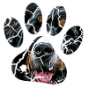 Bernese mountain dog