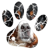 Bernese mountain dog